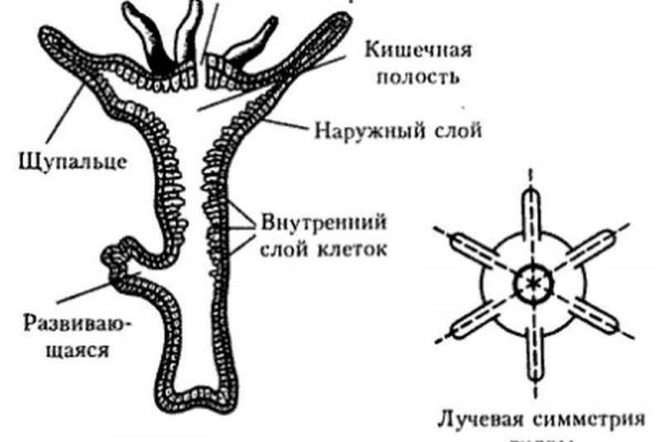 Кракен сайт ссылка kraken 11